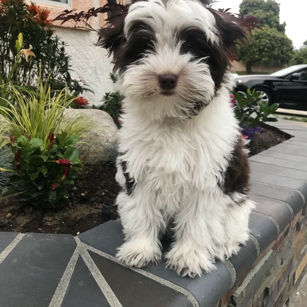 Meet your Posher, Elia